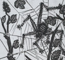 The Spider (Histoire Naturelle - Textes de Buffon, B.353), 1942