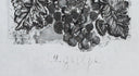 The Wasp (Histoire Naturelle - Textes de Buffon, B.351), 1942