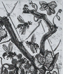 The Wasp (Histoire Naturelle - Textes de Buffon, B.351), 1942