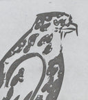 The Sparrow Hawk (Histoire Naturelle - Textes de Buffon, B.342), 1942