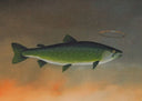 Holy Mackerel, 2007