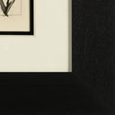 The Dragonfly (Histoire Naturelle - Textes de Buffon, B.354), 1942