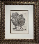 The Turkey (Histoire Naturelle - Textes de Buffon, B.346), 1942