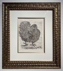 The Turkey (Histoire Naturelle - Textes de Buffon, B.346), 1942