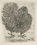 The Turkey (Histoire Naturelle - Textes de Buffon, B.346), 1942