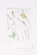 Le Tonneau (Le Decameron, Plate G), 1972 by Salvador Dalí 