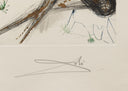 The Shepherd (Song of Songs of Solomon, Plate C), 1971 by Salvador Dalí