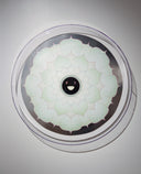 378 - Lotus Flower - White, 2010