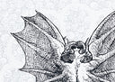 Red Dragon, White Platinum, 2022