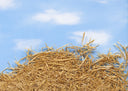 Needle in a Haystack, 2019