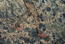 The Sower, after Van Gogh (Dry Version), 2011