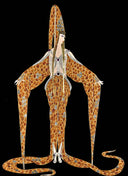 Starfish, 1986