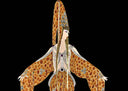 Starfish, 1986