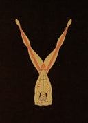 Letter Y, 1976