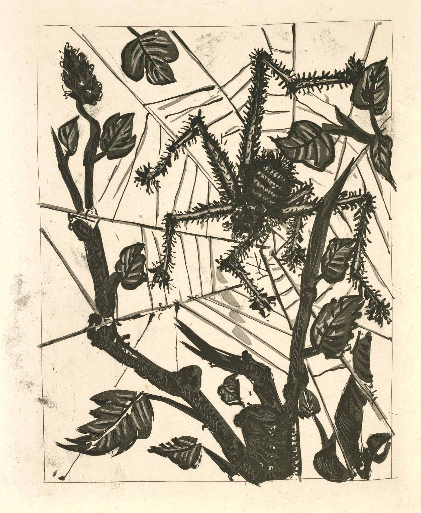 The Spider (Histoire Naturelle - Textes de Buffon, B.353)