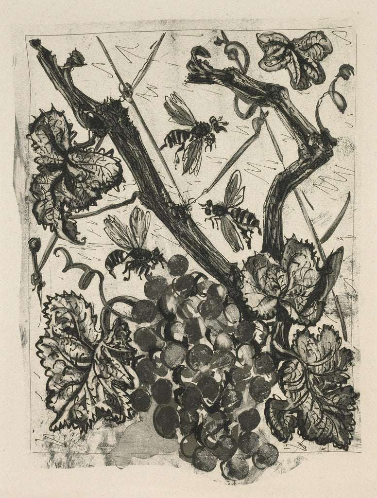 The Wasp (Histoire Naturelle - Textes de Buffon, B.351)